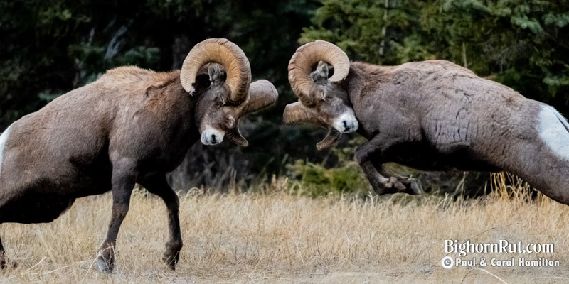 Bighorn Rut Season Headbutt